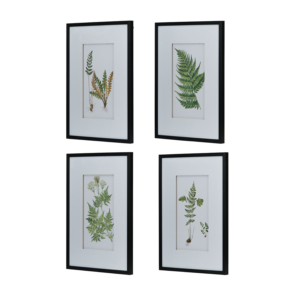 Maidenhair Botanical Wall Art, Set of 4 (20"×28")