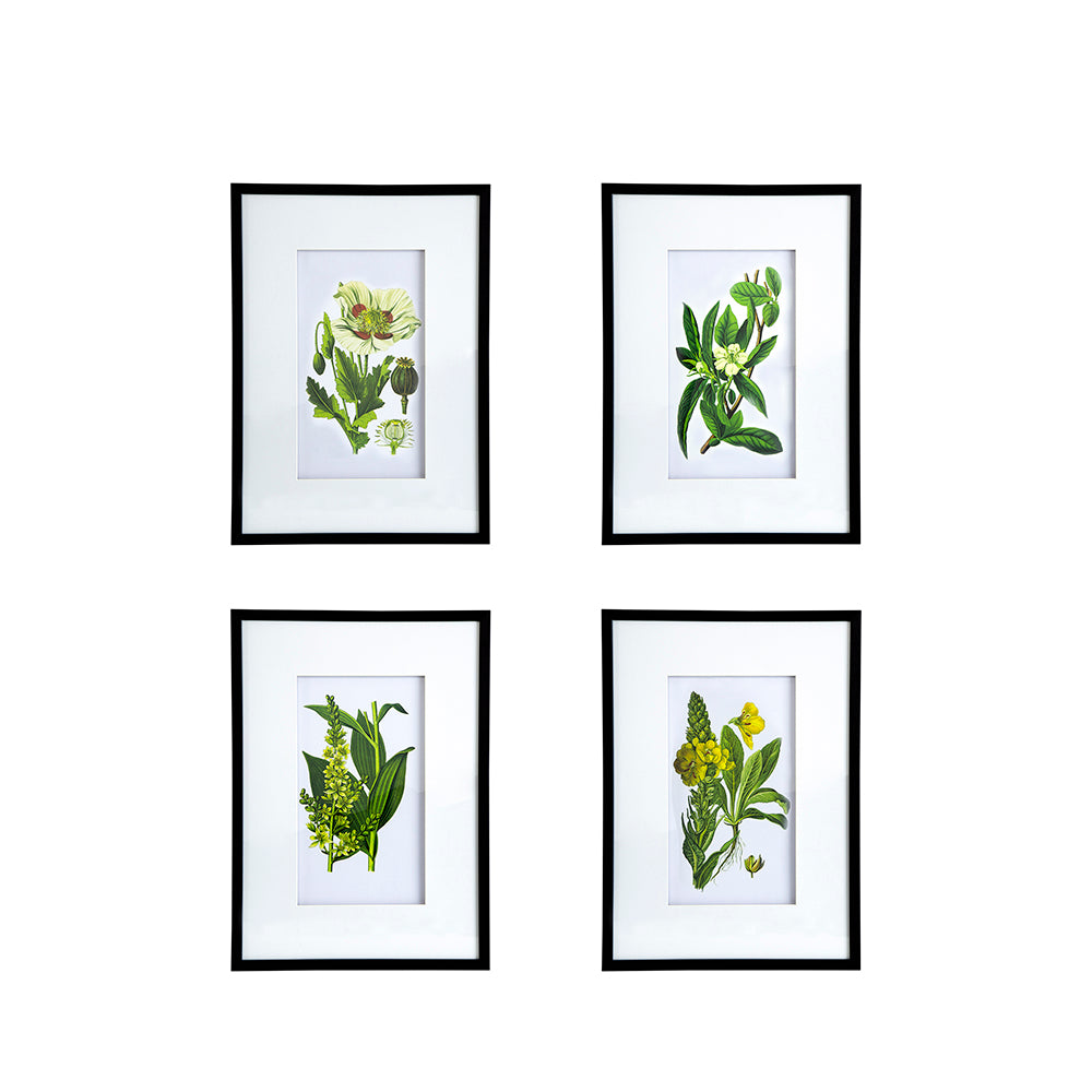 Eucalyptus Botanical Wall Art, Set of 4 (20"×28")