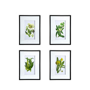 Eucalyptus Botanical Wall Art, Set of 4 (20"×28")