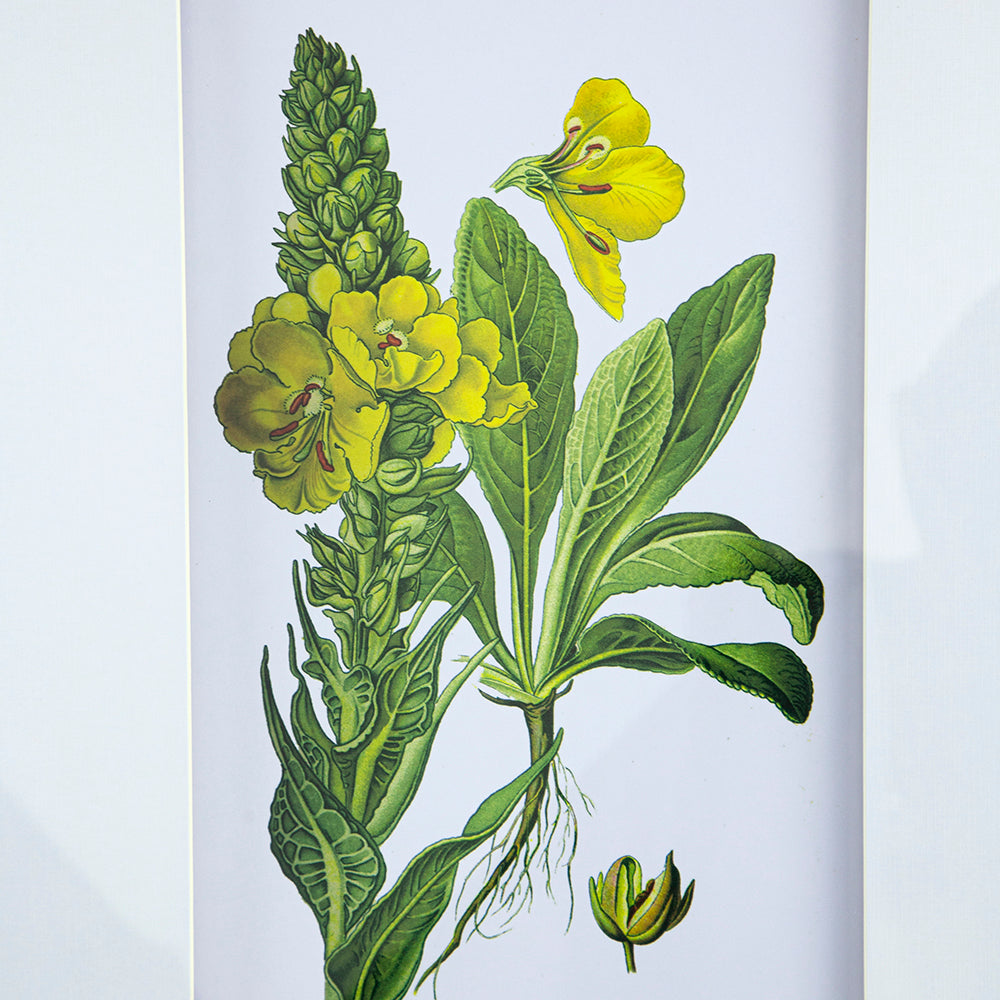 Eucalyptus Botanical Wall Art, Set of 4 (20"×28")