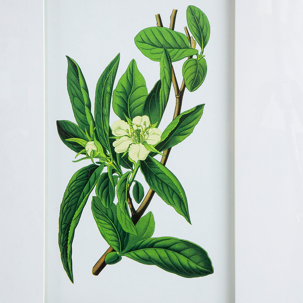 Eucalyptus Botanical Wall Art, Set of 4 (20"×28")