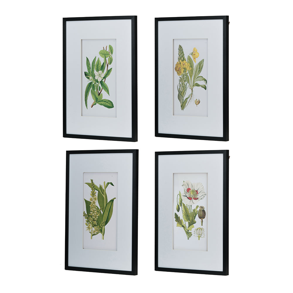 Eucalyptus Botanical Wall Art, Set of 4 (20"×28")