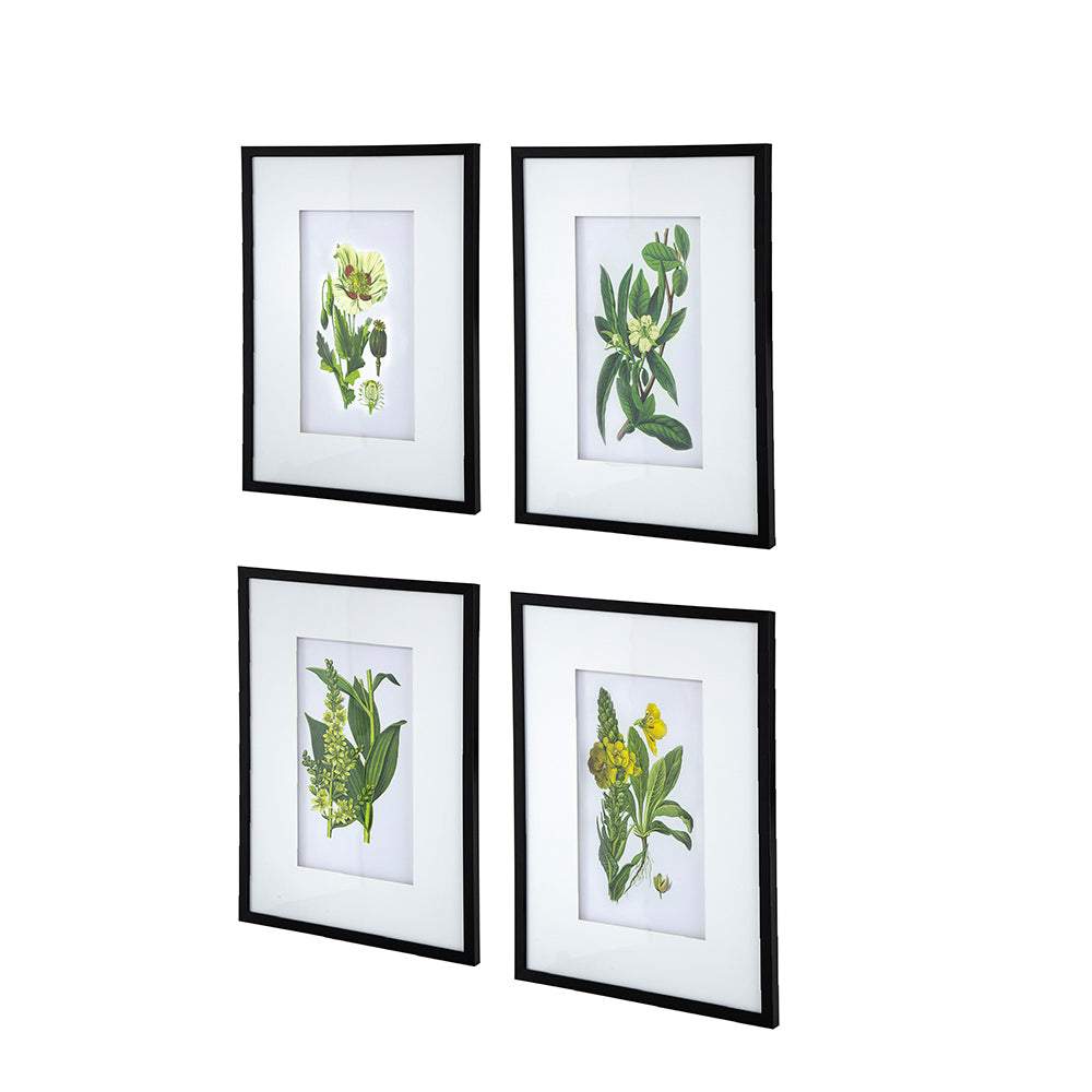Eucalyptus Botanical Wall Art, Set of 4 (20"×28")