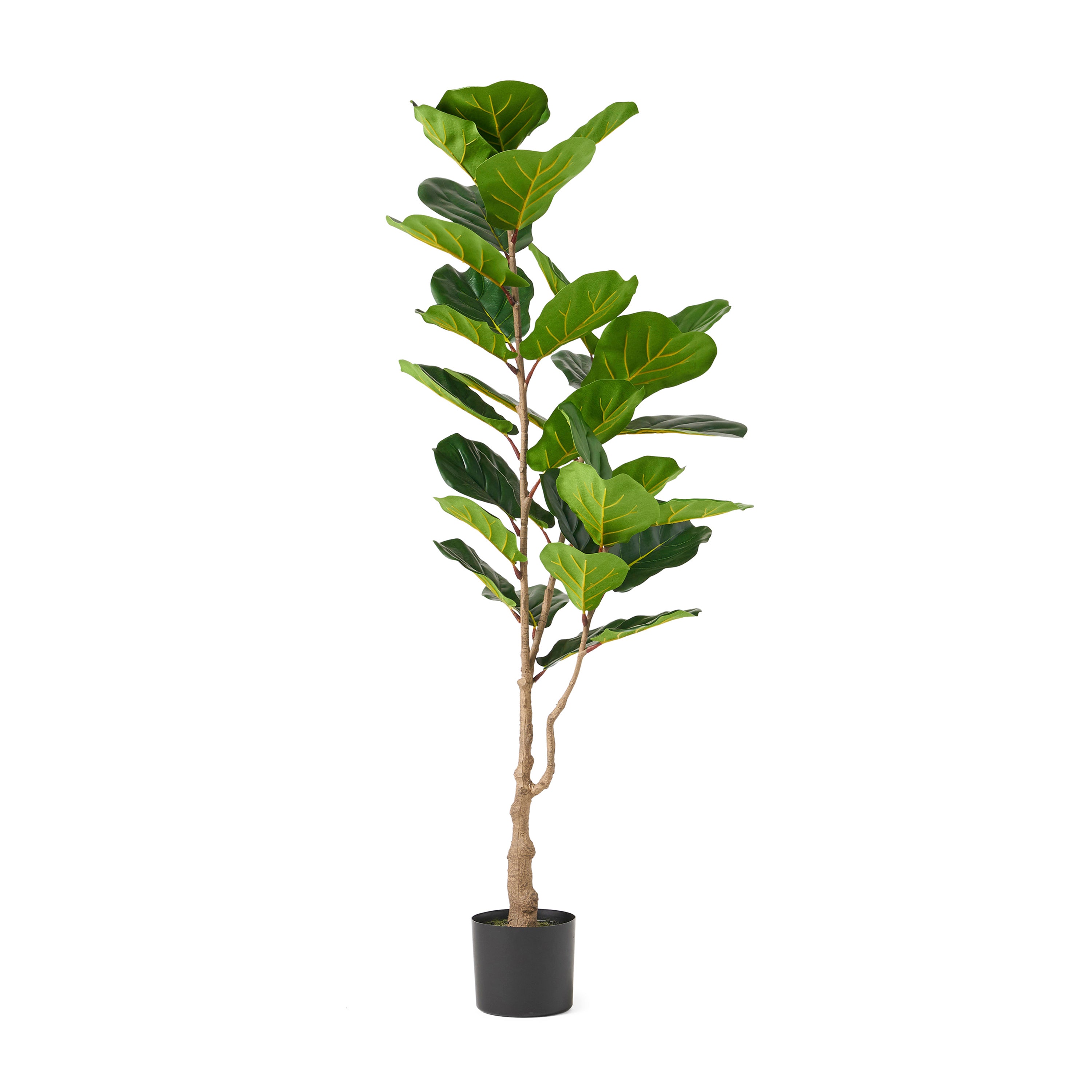 Ficus Faux Fiddle Leaf Fig Tree